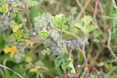 Tarasa tenella