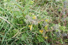 Tarasa tenella