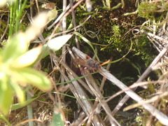 Nomada goodeniana