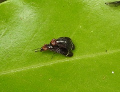 Depressa striatipennis