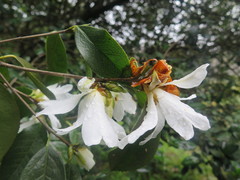 Camellia grijsii
