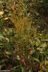 Pedicularis proboscidea