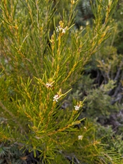 Orites acicularis