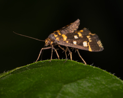 Diathrausta ochreipennis