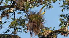 Image of Tillandsia tricolor