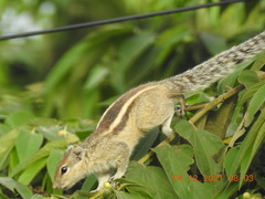 Funambulus palmarum