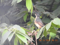 Prinia socialis