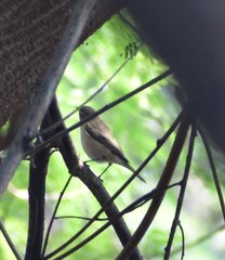 Curruca curruca