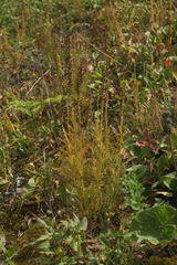 Pedicularis proboscidea