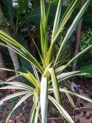 Pandanus pygmaeus