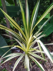 Pandanus pygmaeus