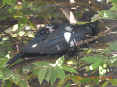 Eudynamys scolopaceus