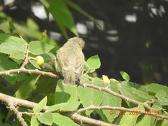 Dicaeum erythrorhynchos