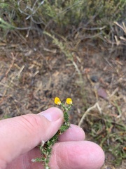 Aspalathus aristifolia