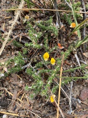 Aspalathus aristifolia