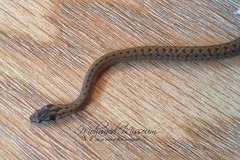 Macroprotodon mauritanicus