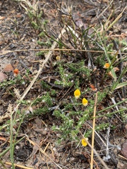 Aspalathus aristifolia