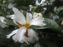 Camellia grijsii