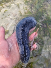 Holothuria leucospilota