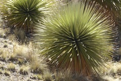Puya raimondii