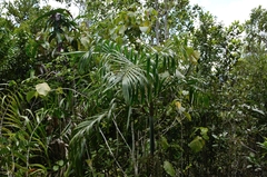 Arenga microcarpa