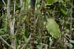 Arenga microcarpa