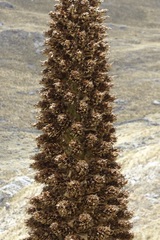 Puya raimondii
