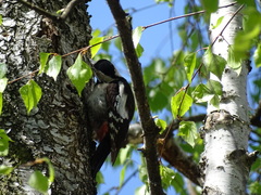 Dendrocopos syriacus