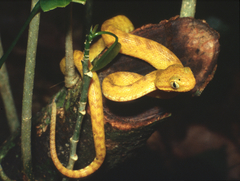 Atheris chlorechis