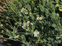 Tanacetum balsamitoides