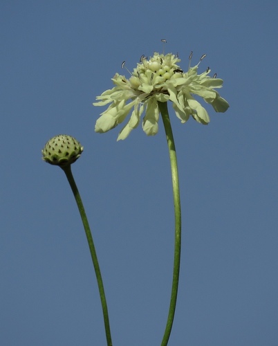 Giant Scabious