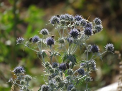 Eryngium caeruleum