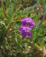 Dianthus caucaseus