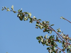 Cotoneaster morulus