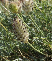 Astragalus lagopoides