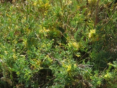 Astragalus aureus