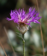 Psephellus pulcherrimus
