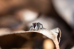 Maratus candens