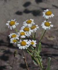 Tanacetum balsamitoides