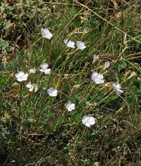 Dianthus cretaceus