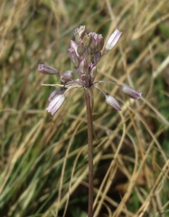Allium karsianum