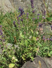 Nepeta betonicifolia