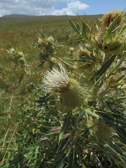 Cirsium macrobotrys