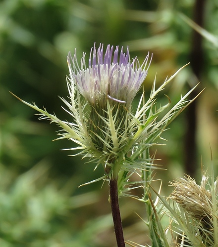 Cirsium obvallatum