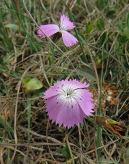 Dianthus caucaseus