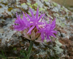 Psephellus pulcherrimus