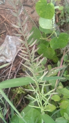 Dinebra