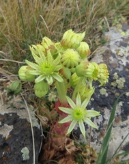Sempervivum transcaucasicum