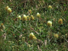 Trifolium trichocephalum