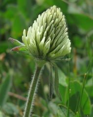 Trifolium trichocephalum